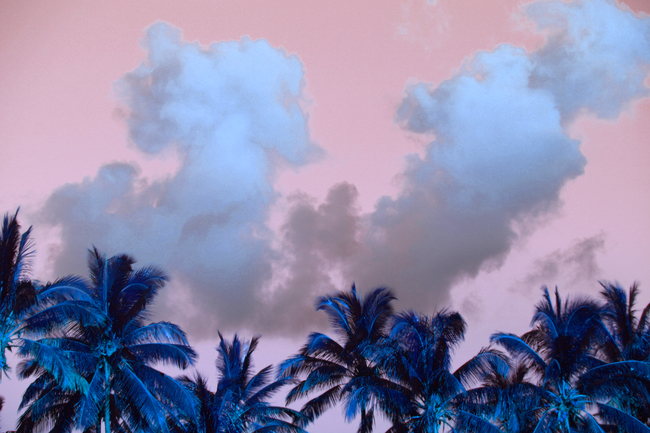 Palmiers tropicaux sous ciel rose au coucher de soleil à La Réunion